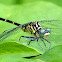 Eastern Least Clubtail Dragonfly