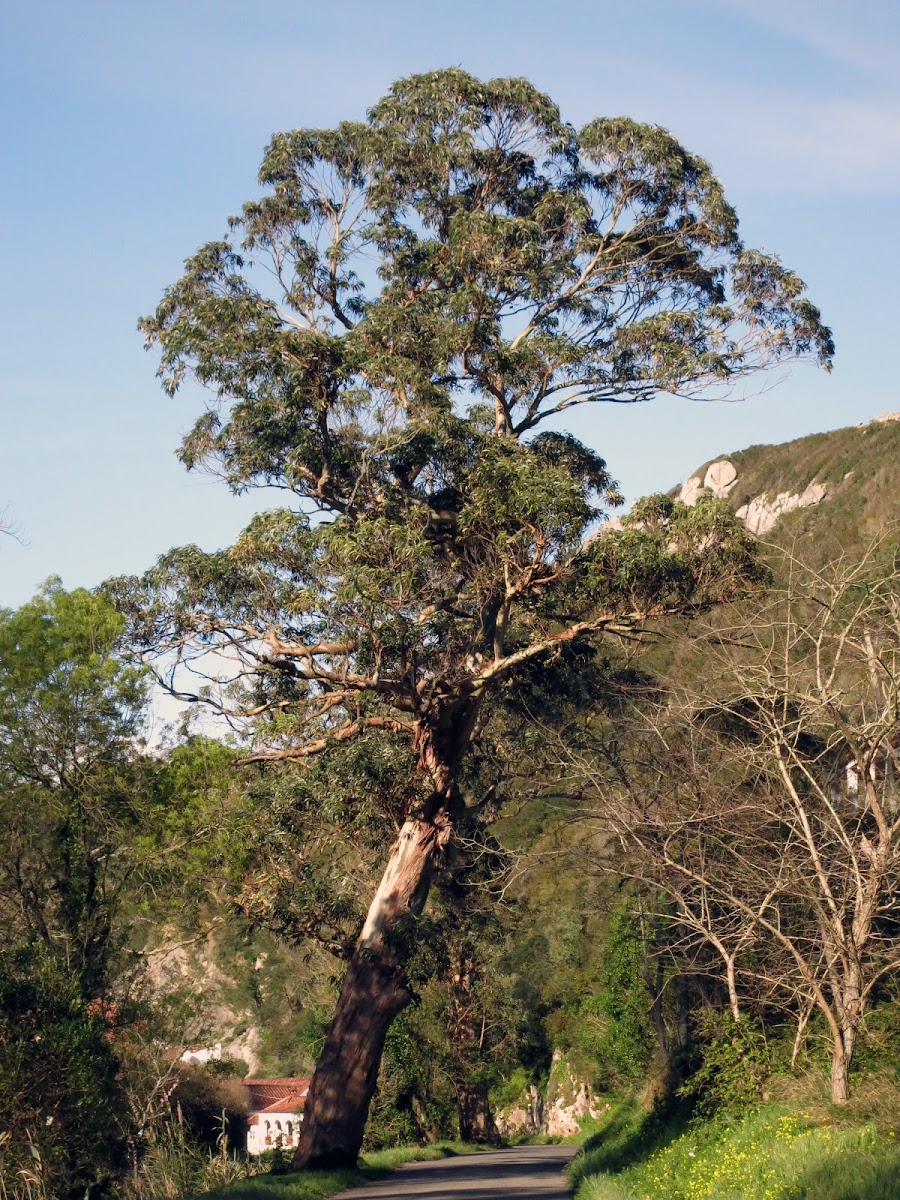 Tasmanian blue gum