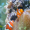 False clown fish