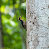 Golden-Naped Woodpecker