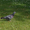 Pigeon Biset / Rock Pigeon