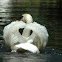 mute swan