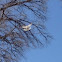 Eurasian Collared Dove