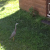 White-faced Heron