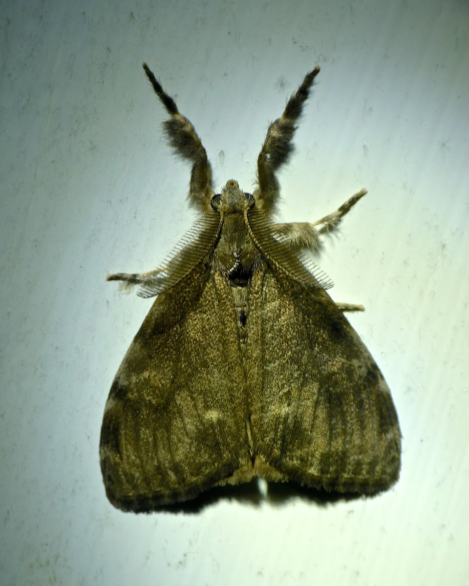White-marked tussock moth (male)