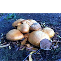 A mushroom 
