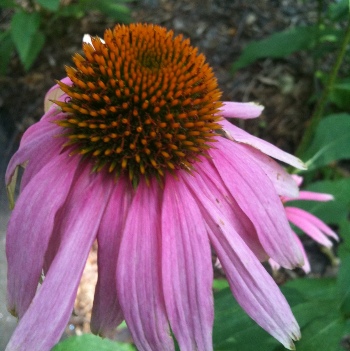 Purple Coneflower