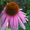 Purple Coneflower