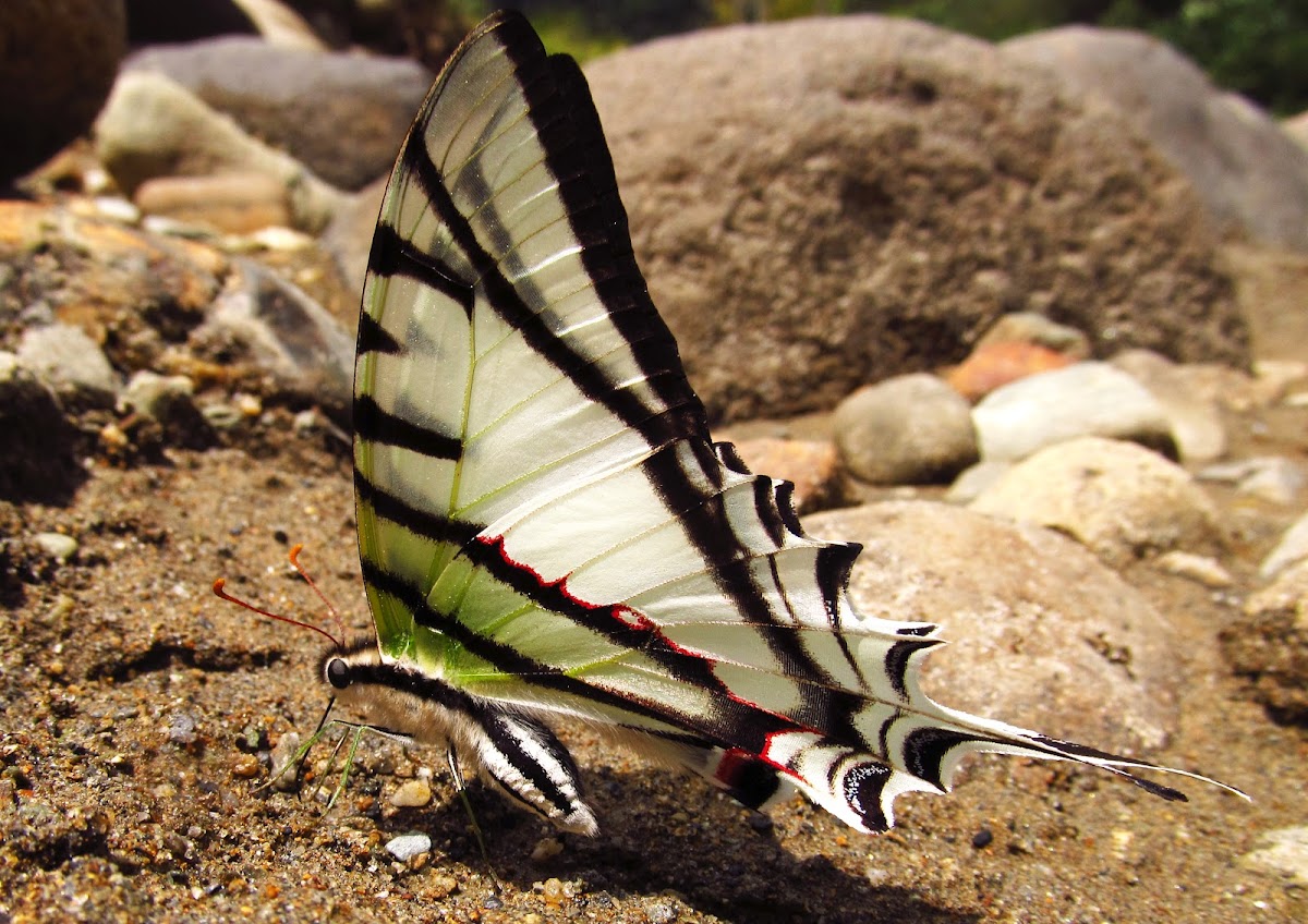 Kite Swallowtail