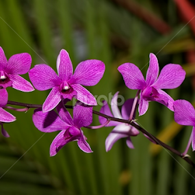 UNTITLED by Herken Kenken - Flowers Flower Gardens