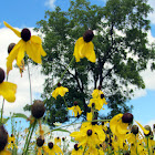 Yellow Cone flower