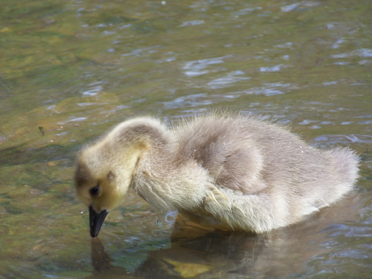 Canada Goose (Gosling)