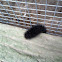 Woolly Bear