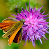 Small skipper