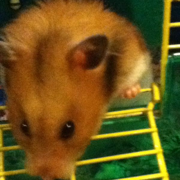 Teddy bear hamster Project Noah