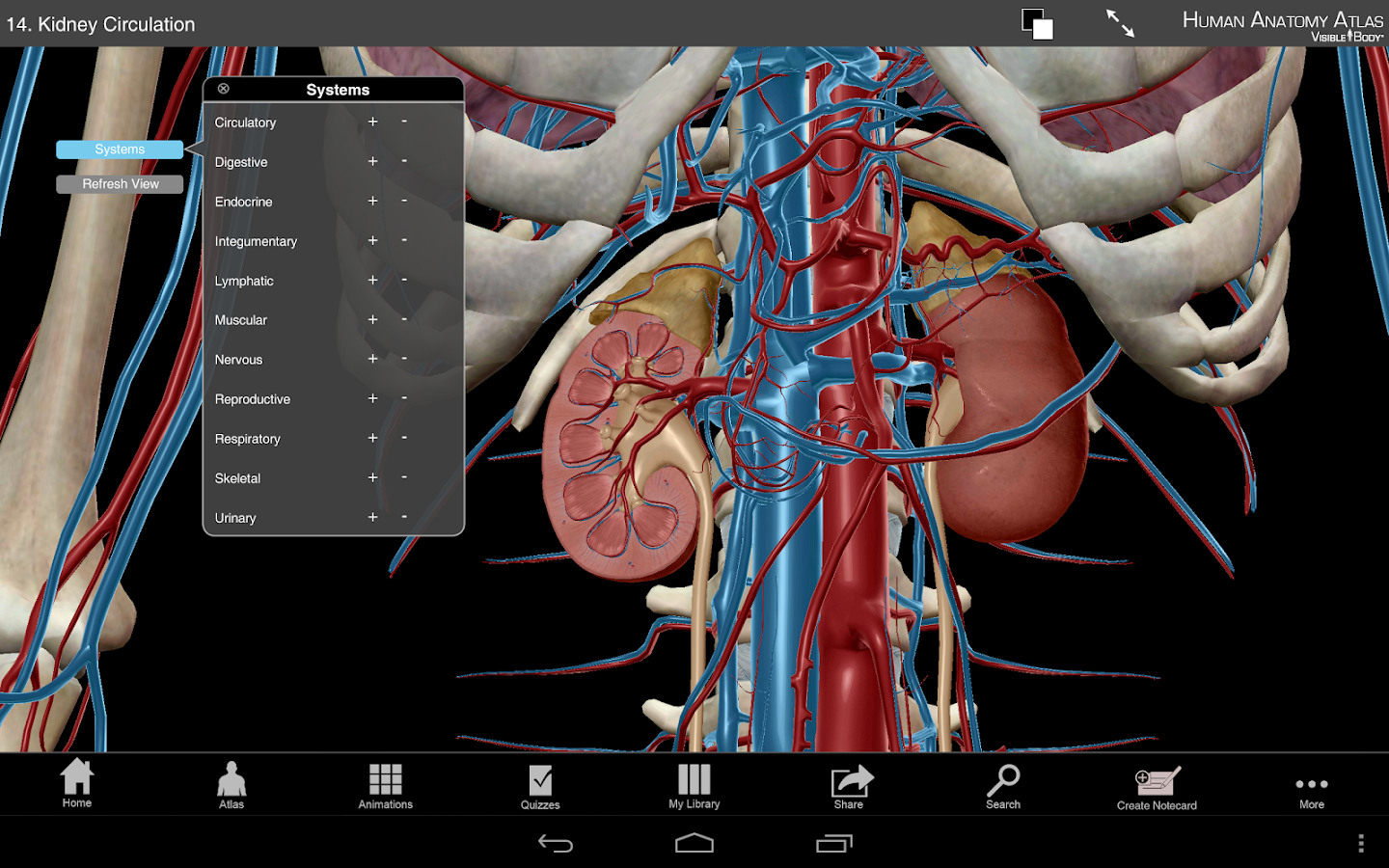 download teeth 3d free human model Human Anatomy  Apps Atlas Play SP Android on  Google