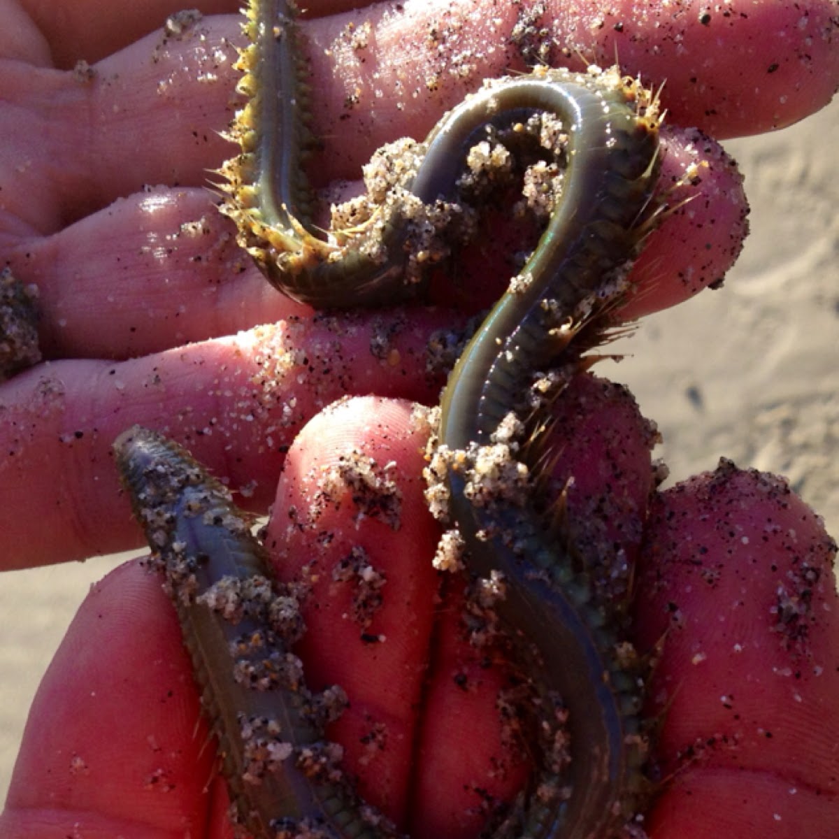 Sea Worm or "Mud Dragon"