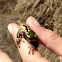 Pacific Tree Frog