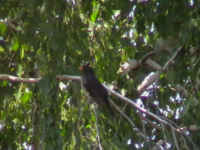 Common black bird