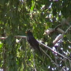 Common black bird