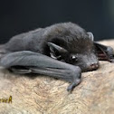 Yellow-bellied Sheathtail Bat