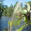 Dark fishing spider