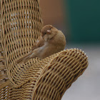 Blonde House Sparrow