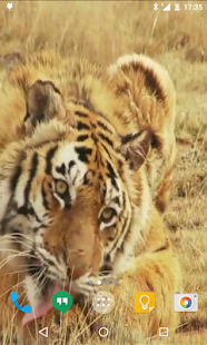 How to mod Tiger Live Wallpaper patch 2.0 apk for pc