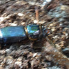 Patent leather beetle/horned passalus