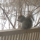 Gray Squirrel