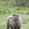 Corriedale sheep (oveja corriedale)