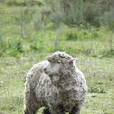Corriedale sheep (oveja corriedale)