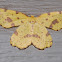 Crocus Geometer Moth