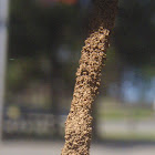 Unknown insect structure