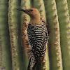 Gila Woodpecker - male and female