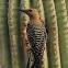Gila Woodpecker - male and female