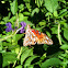 Gulf fritillary 