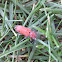 Milkweed Longhorn Beetle