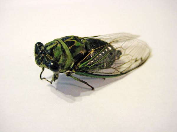 Cicada | Project Noah
