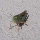 Green-striped Grasshopper