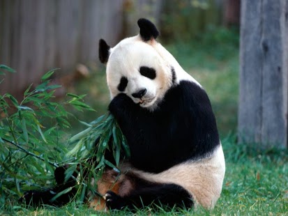 PANDA WALLPAPERS Screenshots 11