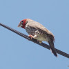 Red-headed finch/Rooikopfink (male)