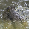 Giant Mudskipper