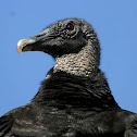 Black Vulture