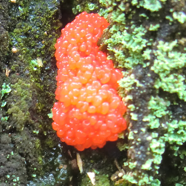 Red raspberry slime mold | Project Noah