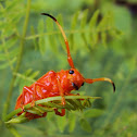 Long.horned Beetle
