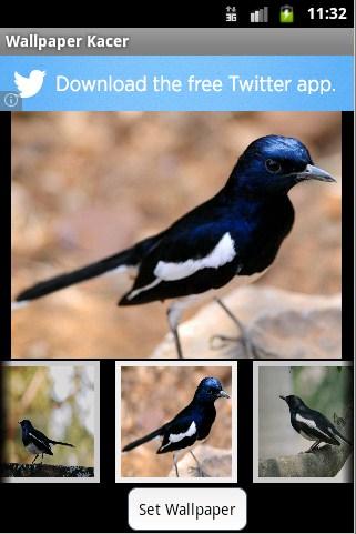 Walapapers Magpie Robin HD