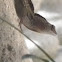 Brown Anole