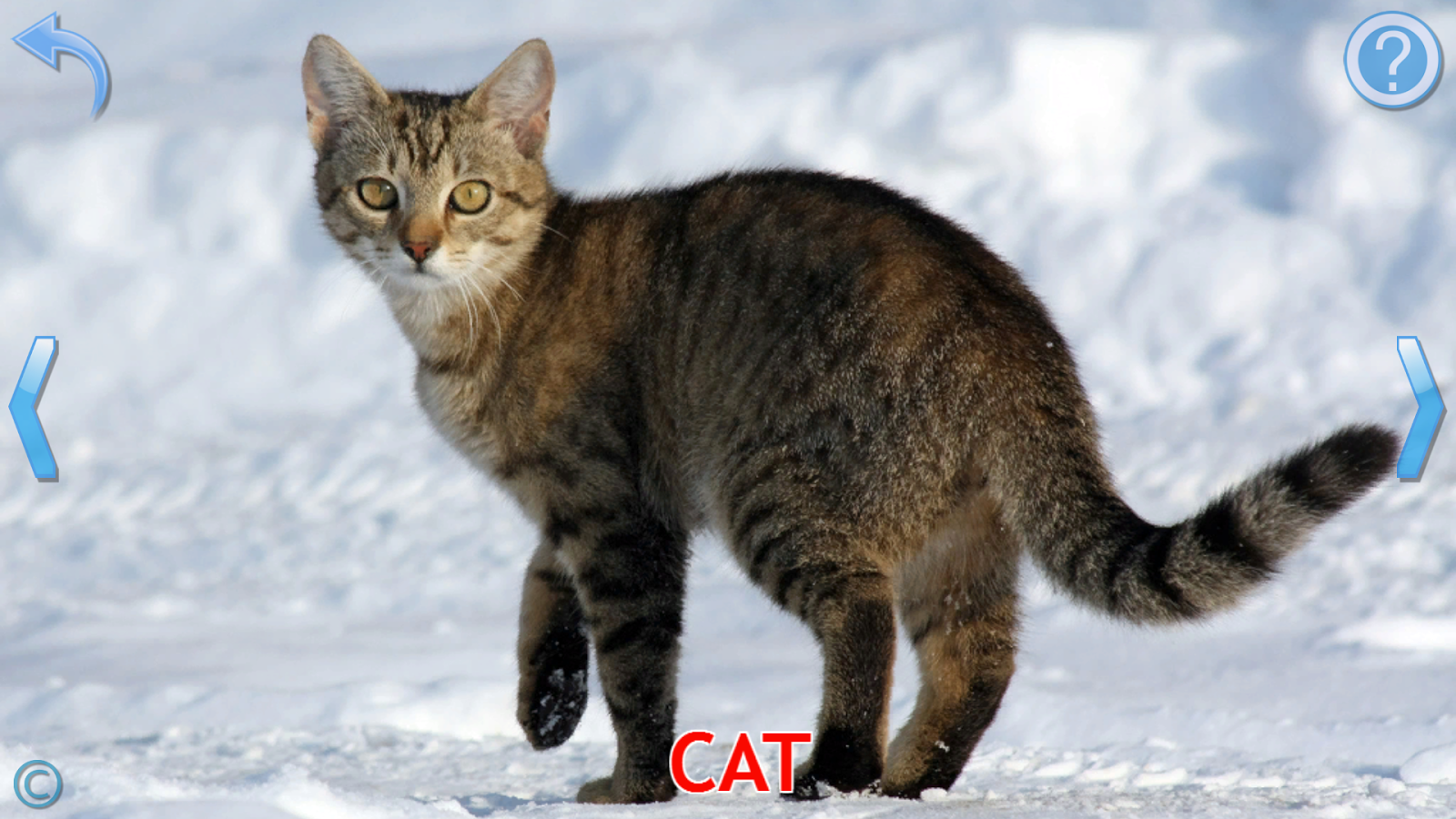    Kids Learn About Animals- screenshot  