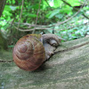 Wijngaardslak - Roman snail